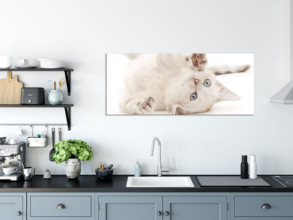 Kleine Katze, Glasbild Panorama