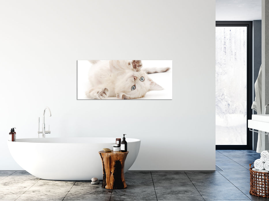 Kleine Katze, Glasbild Panorama