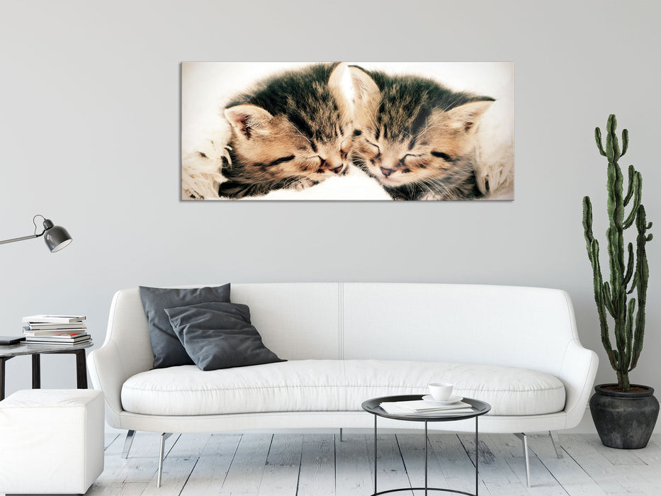 Katzen Herzform, Glasbild Panorama