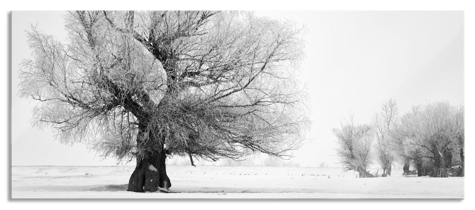 Bäume im Schnee Nebel, Glasbild Panorama