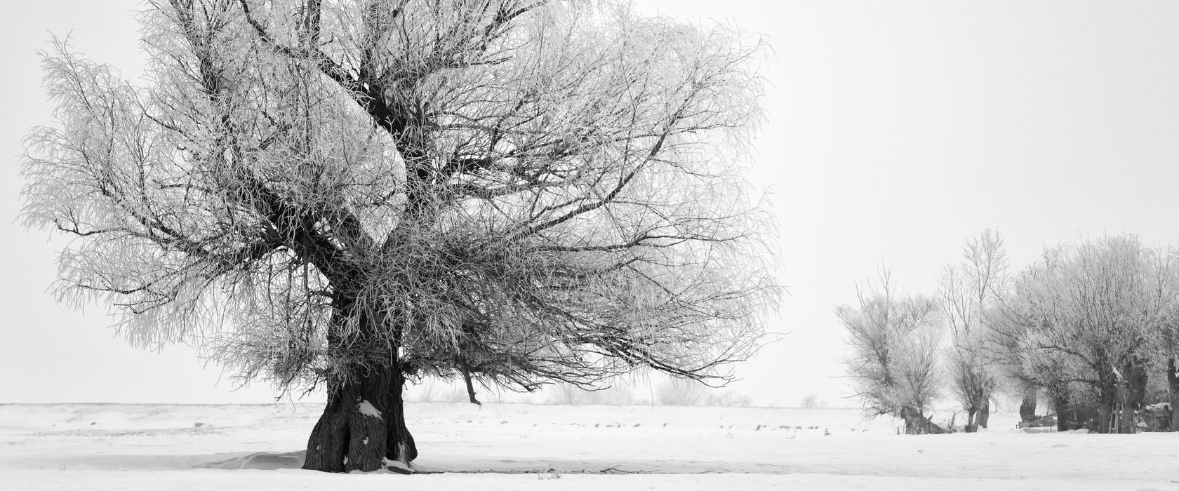 Bäume im Schnee Nebel, Glasbild Panorama