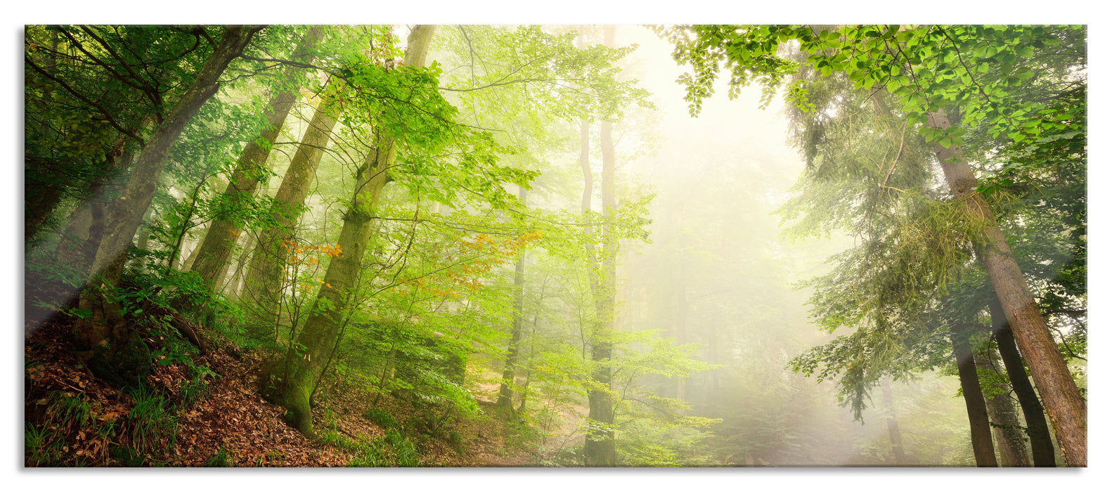 Sonnenstrahlen Waldweg, Glasbild Panorama