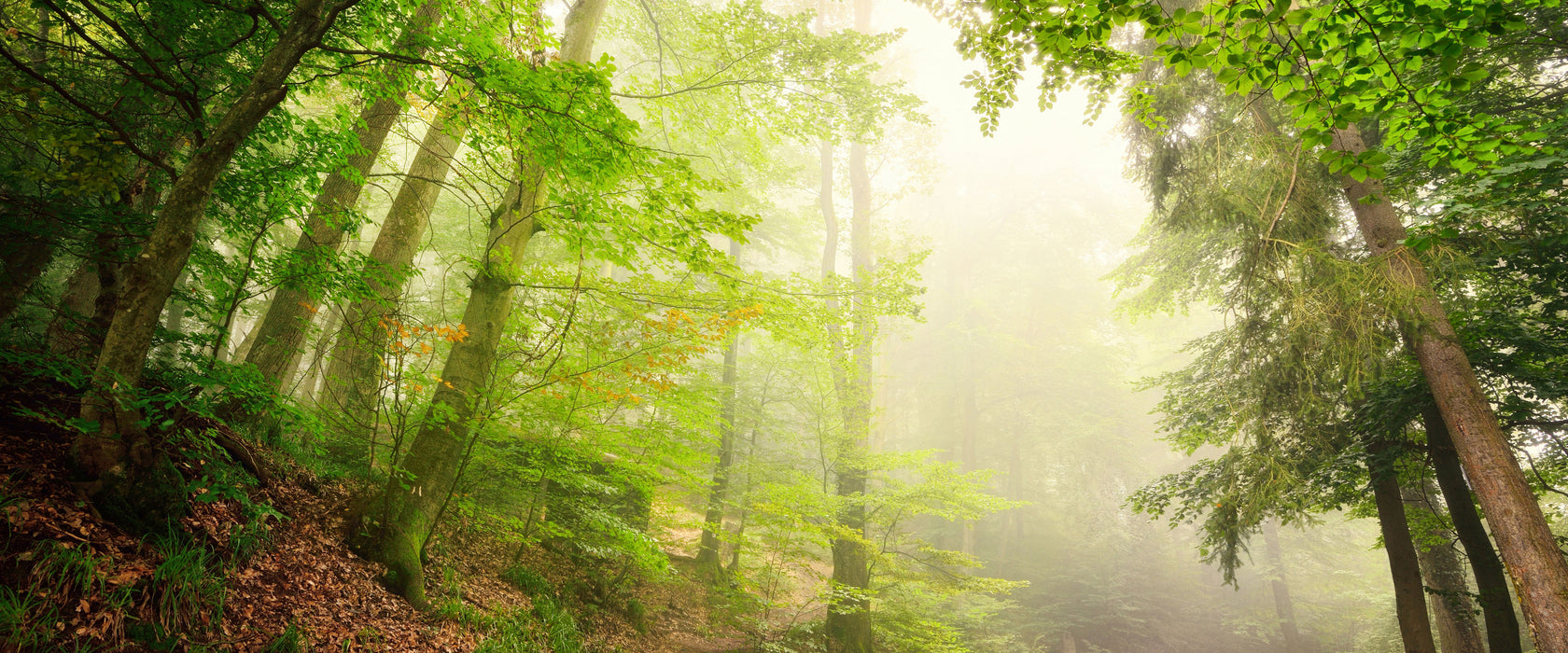 Sonnenstrahlen Waldweg, Glasbild Panorama