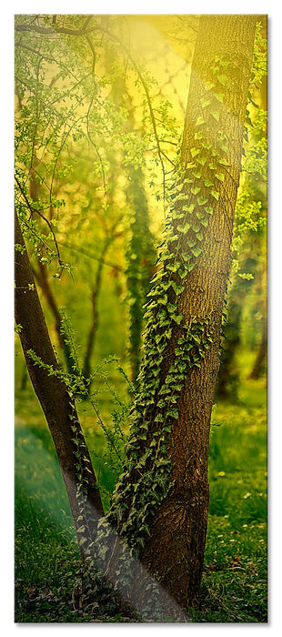 Pixxprint Bäume und Efeu, Glasbild Panorama