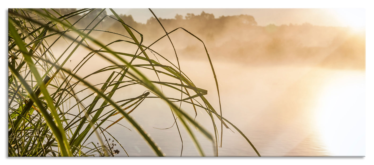 Schilf am See, Glasbild Panorama