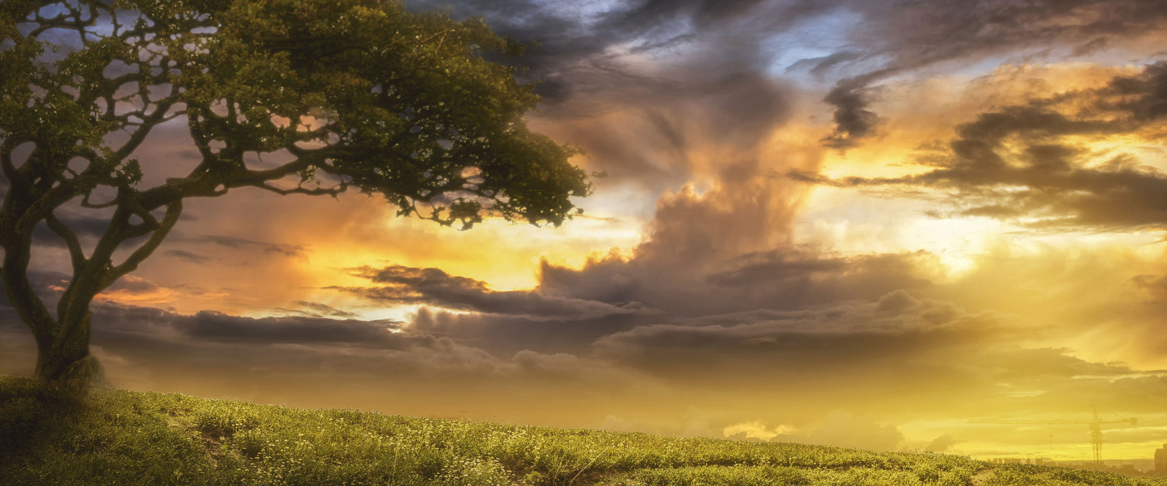 Einsamer Baum schwarz weiß, Glasbild Panorama