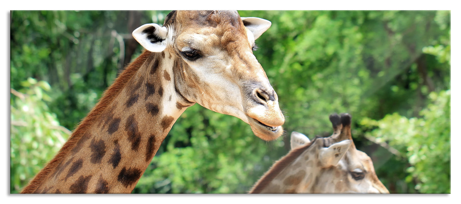 Pixxprint Giraffen, Glasbild Panorama