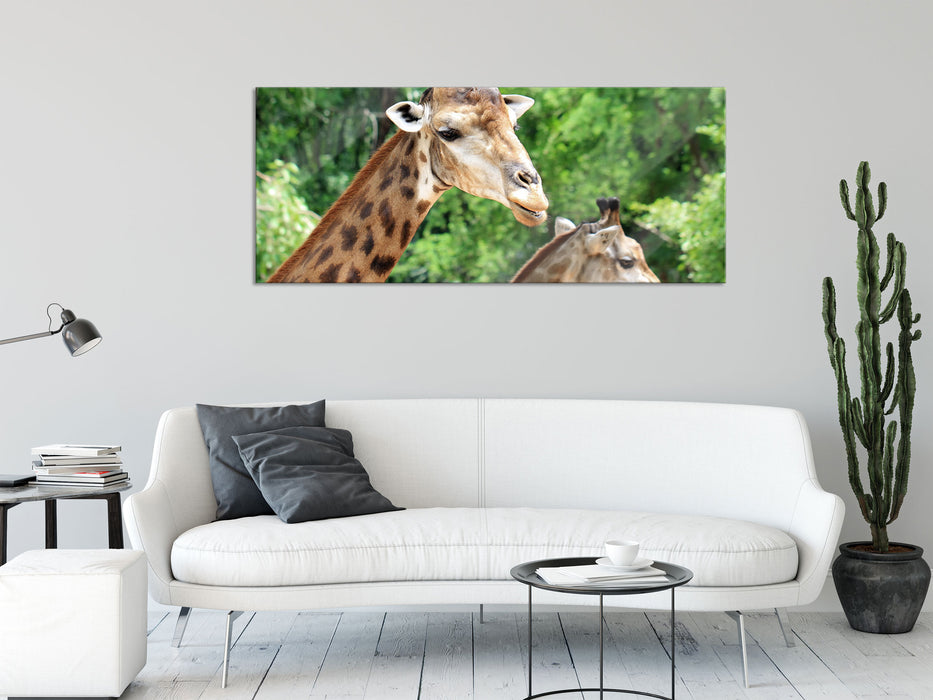 Giraffen, Glasbild Panorama