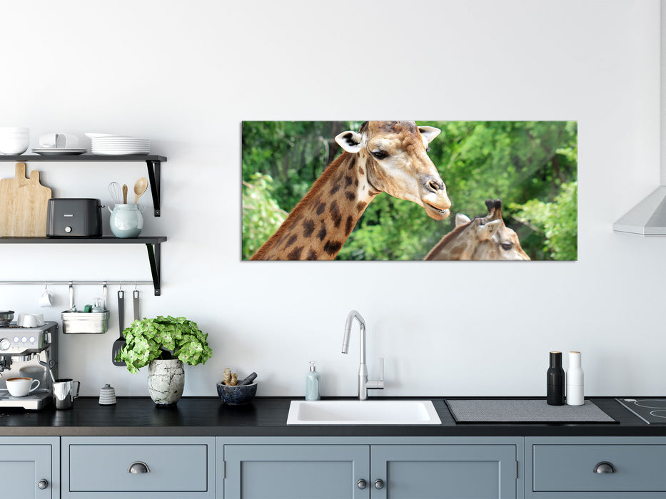 Giraffen, Glasbild Panorama