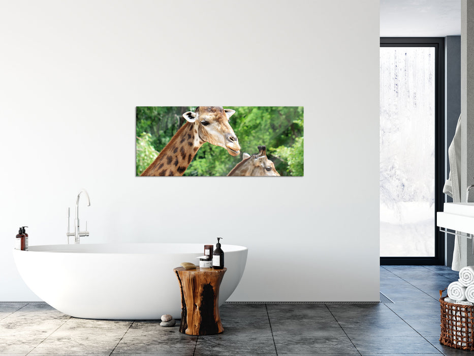 Giraffen, Glasbild Panorama