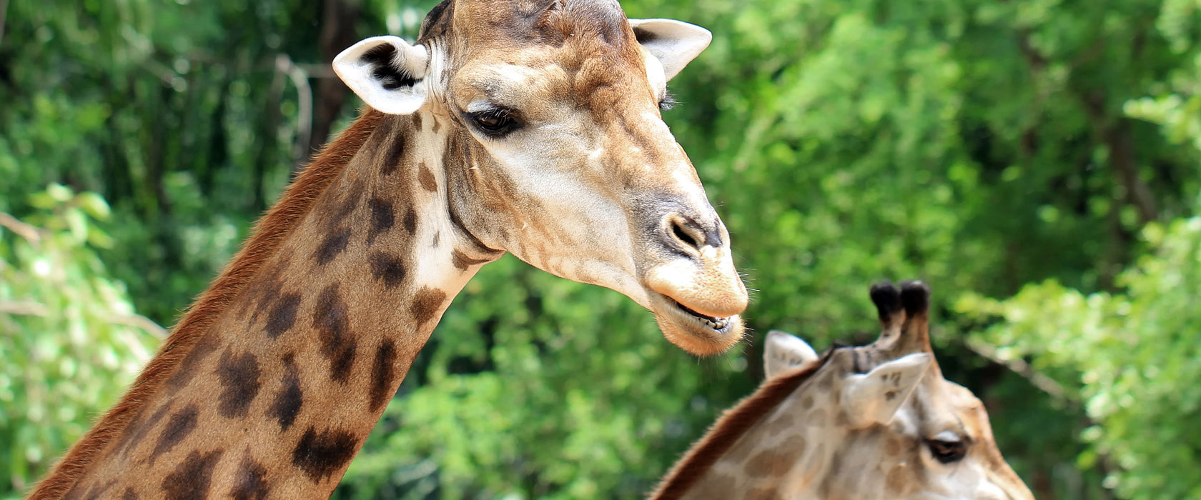 Giraffen, Glasbild Panorama