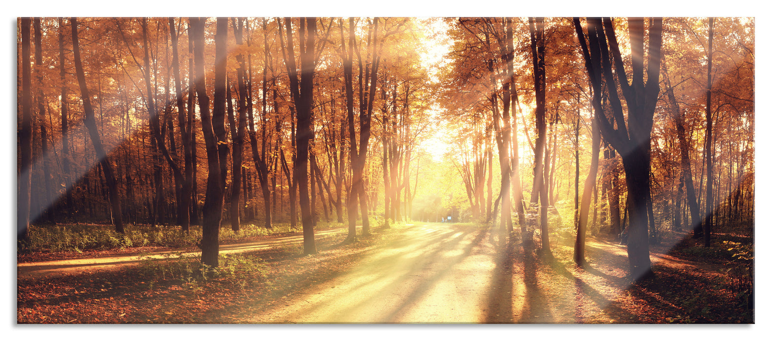 Baumallee im Herbst, Glasbild Panorama