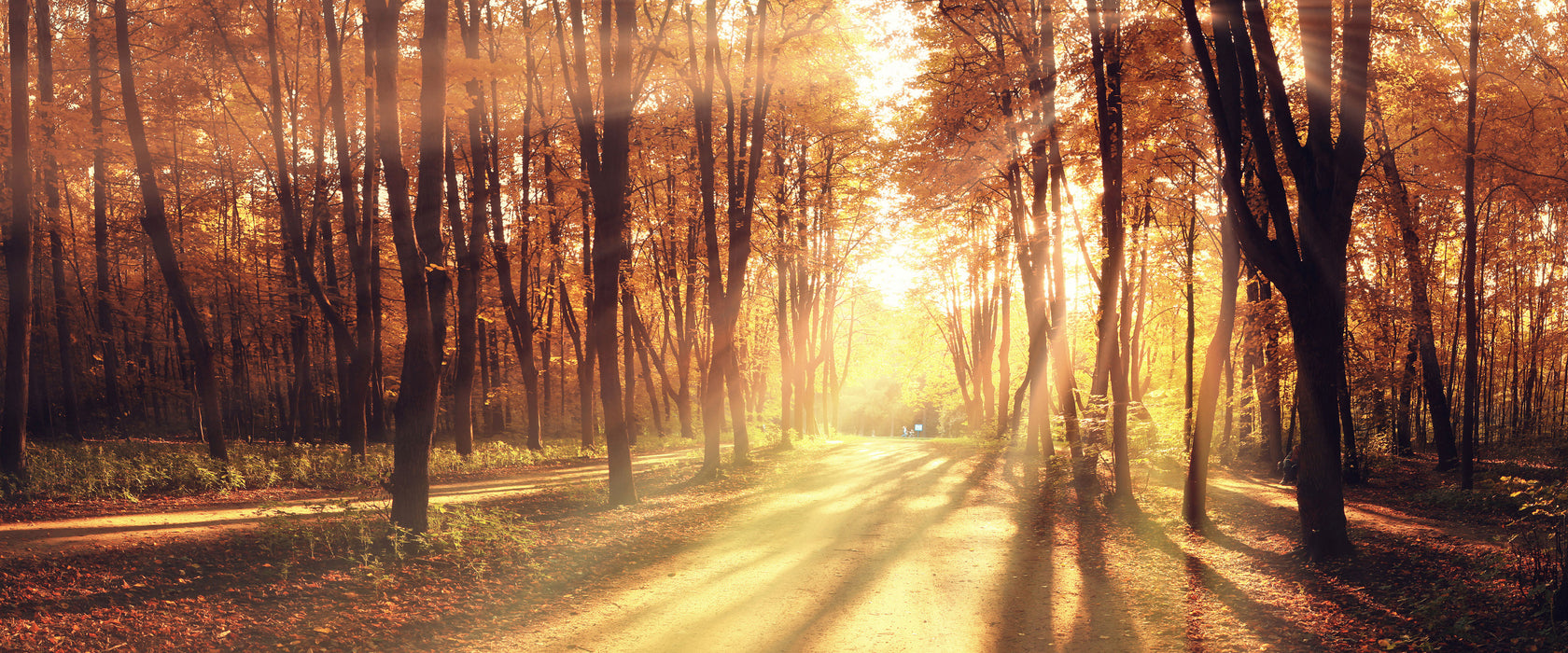 Baumallee im Herbst, Glasbild Panorama