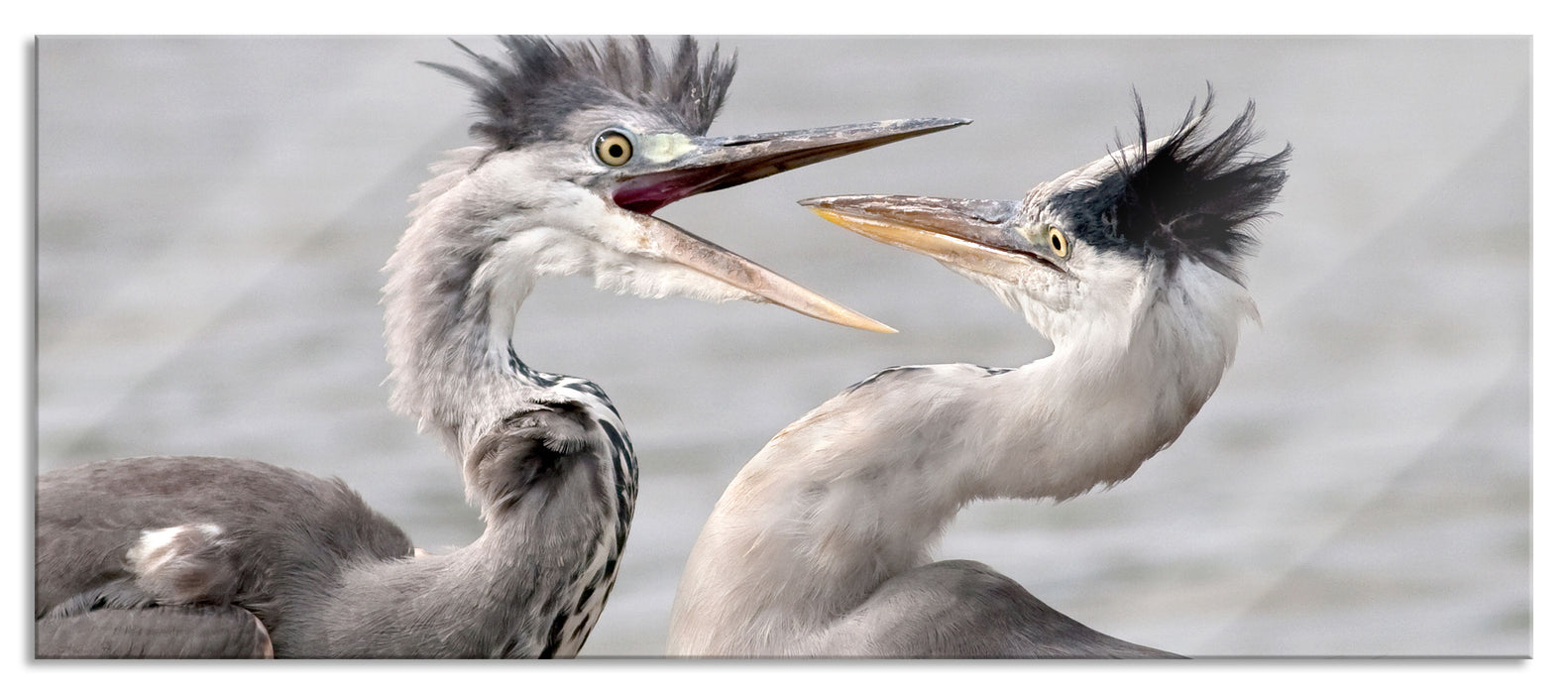 Zankende Vögel, Glasbild Panorama