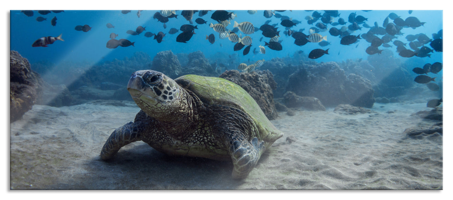 Schildkröte am Meeresboden, Glasbild Panorama