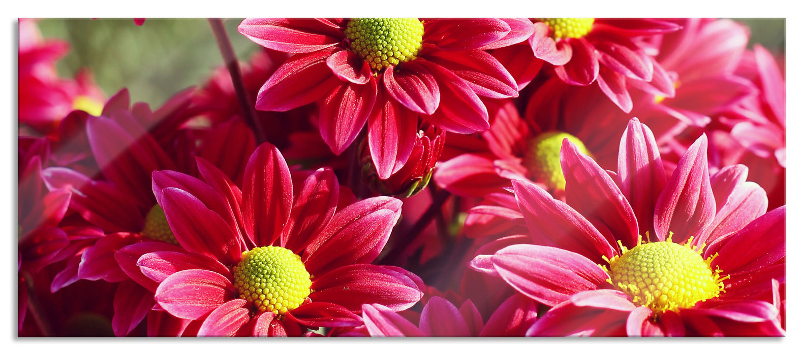 Pixxprint Rote Blüten, Glasbild Panorama