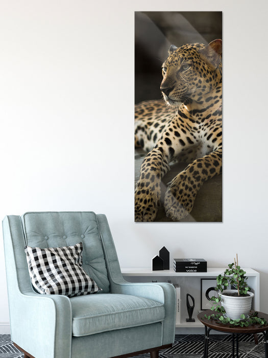 Majestätischer Leopard, Glasbild Panorama