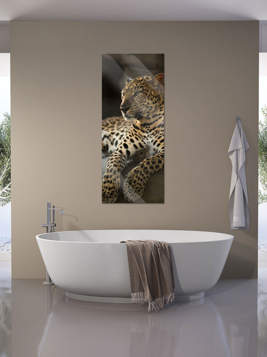 Majestätischer Leopard, Glasbild Panorama