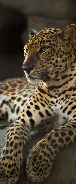 Majestätischer Leopard, Glasbild Panorama