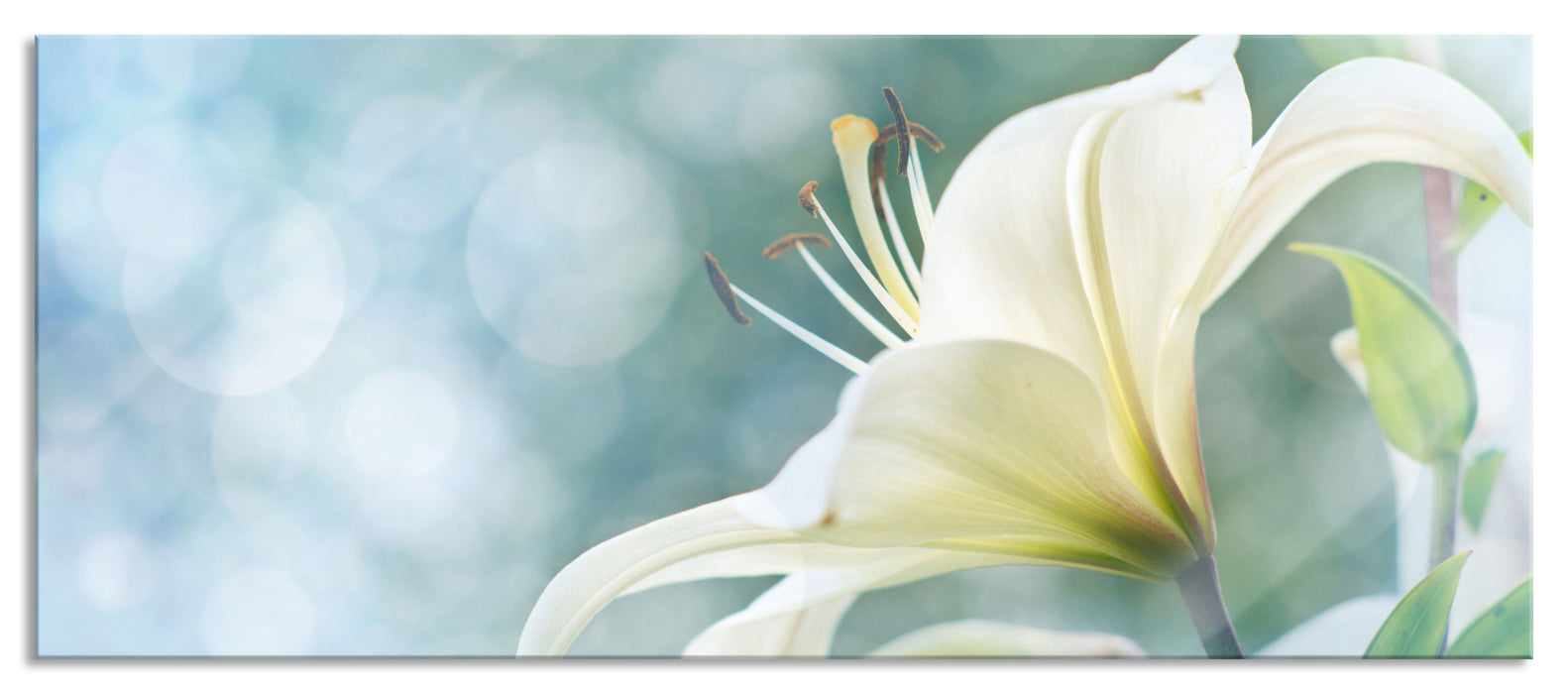 Wunderschöne Lilien, Glasbild Panorama