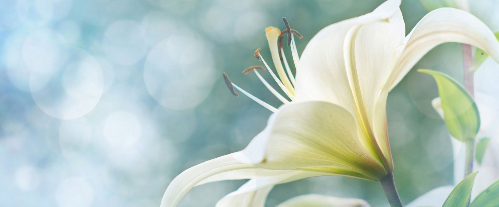 Wunderschöne Lilien, Glasbild Panorama