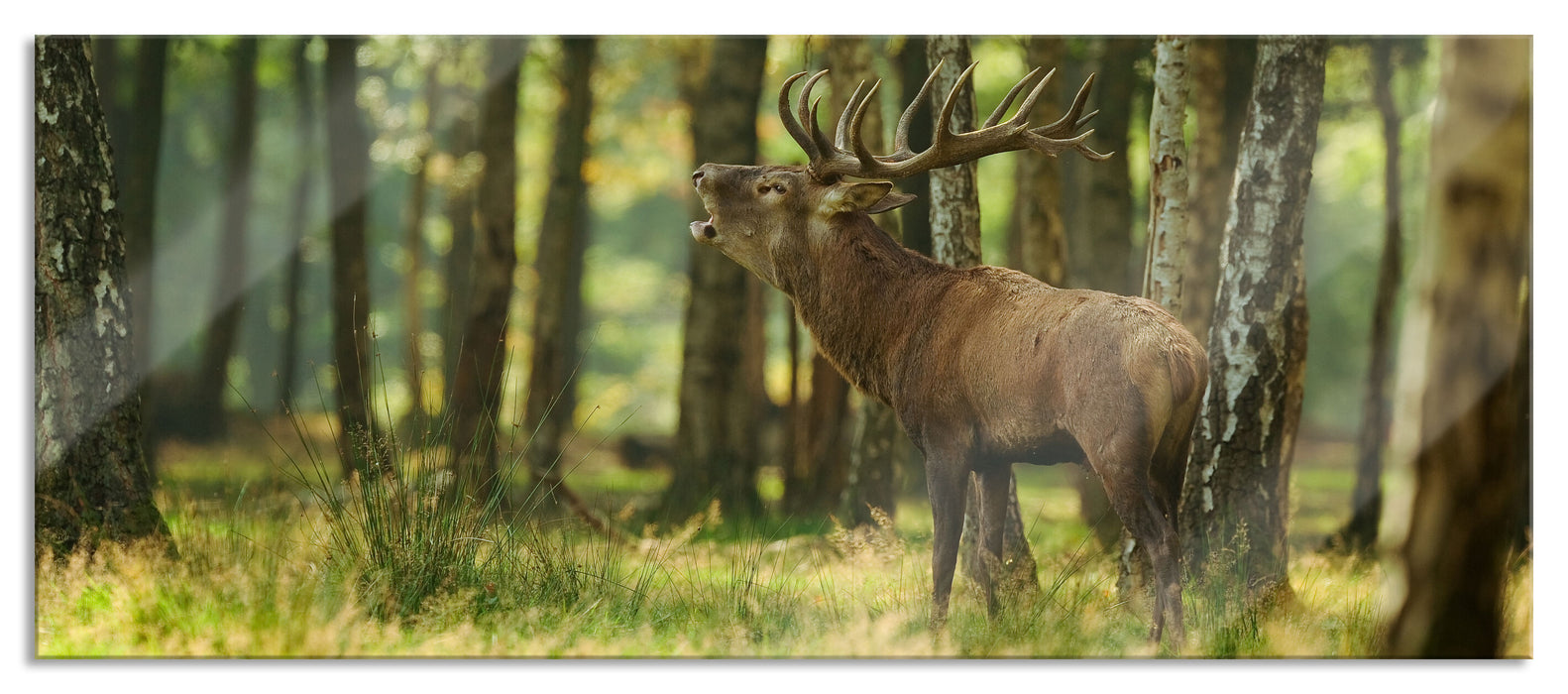 Pixxprint Hirsch im Wald, Glasbild Panorama