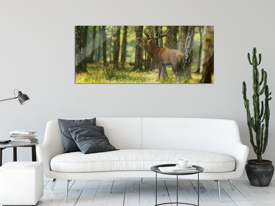 Hirsch im Wald, Glasbild Panorama