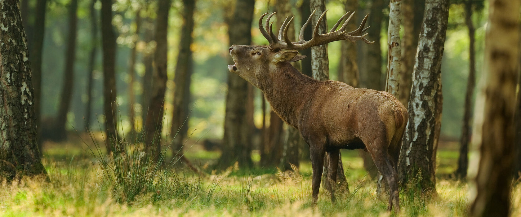 Hirsch im Wald, Glasbild Panorama