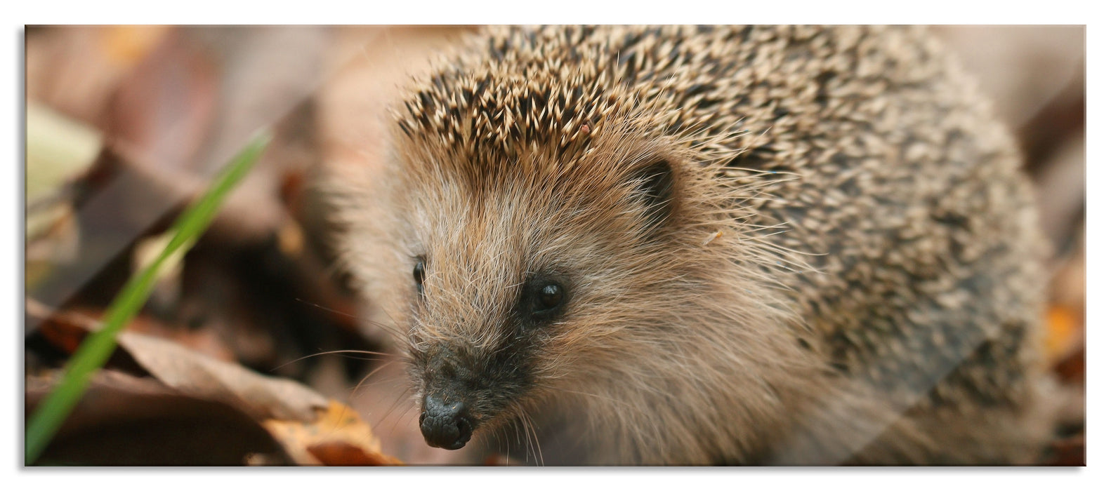 Pixxprint Kleiner Igel, Glasbild Panorama