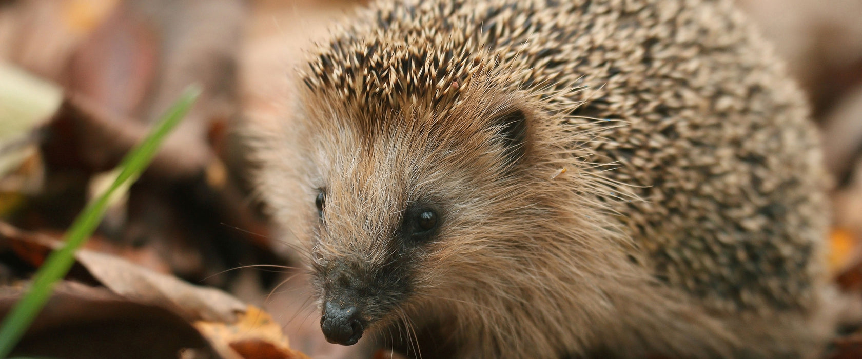 Kleiner Igel, Glasbild Panorama