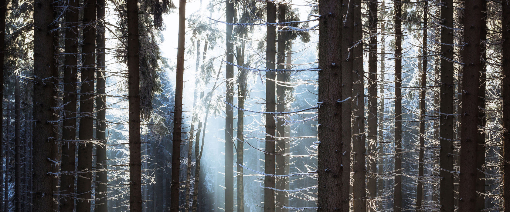 Winterwald, Glasbild Panorama