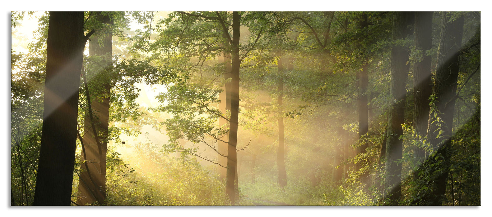 Pixxprint Waldweg, Glasbild Panorama