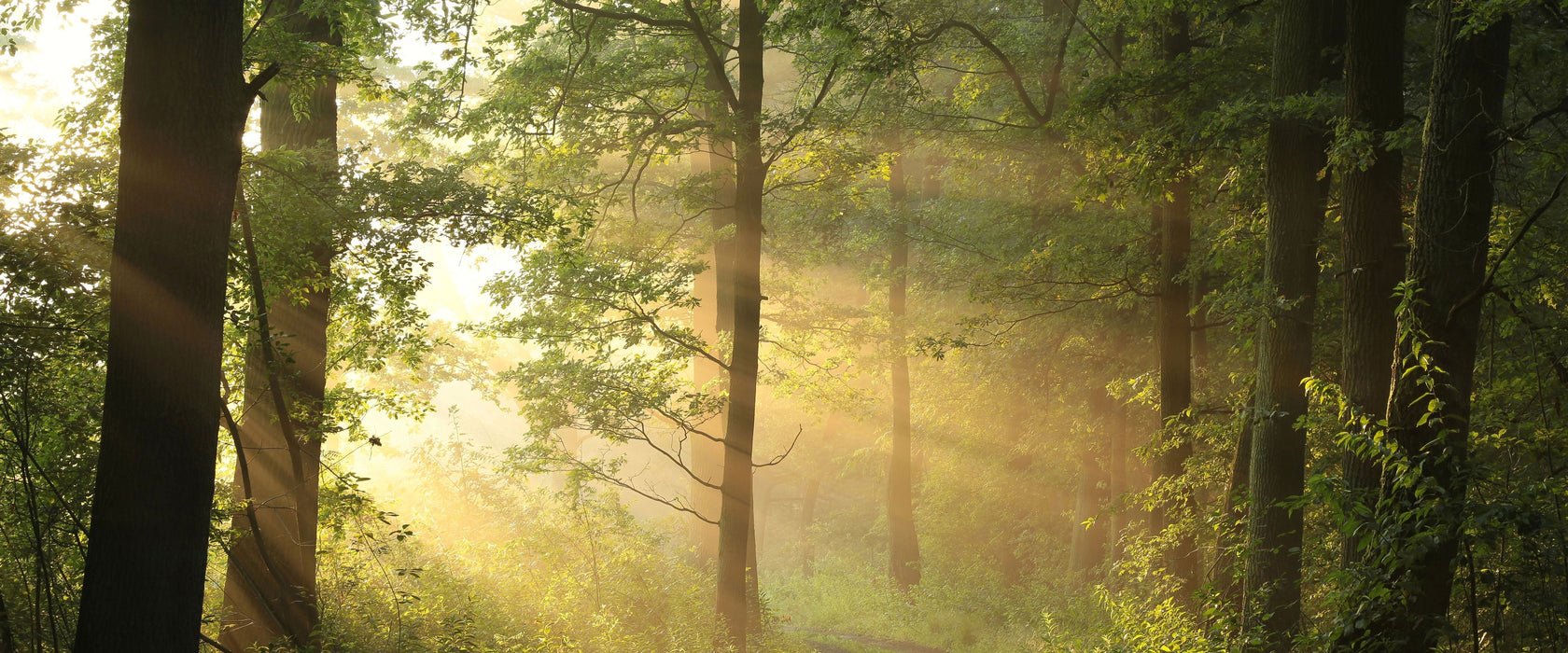 Waldweg, Glasbild Panorama