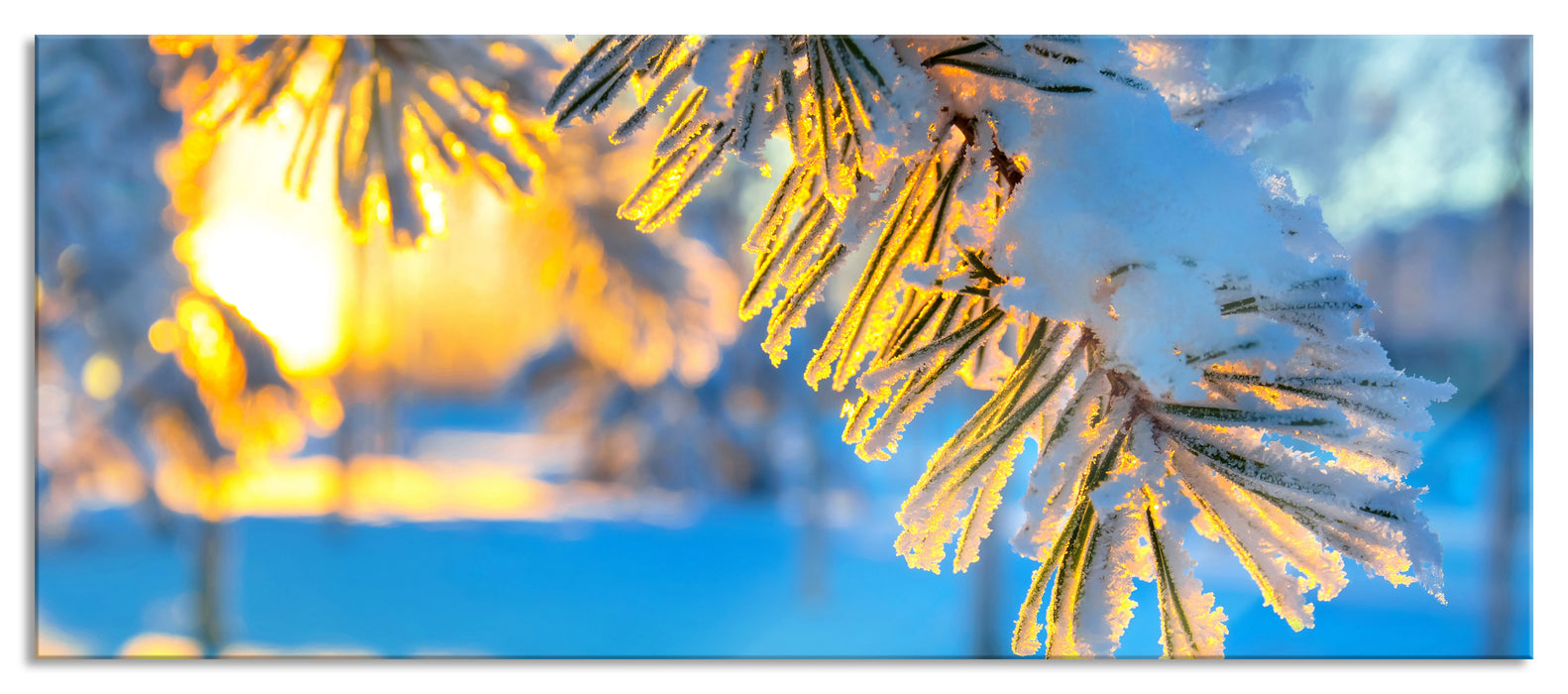 Äste im Frost, Glasbild Panorama