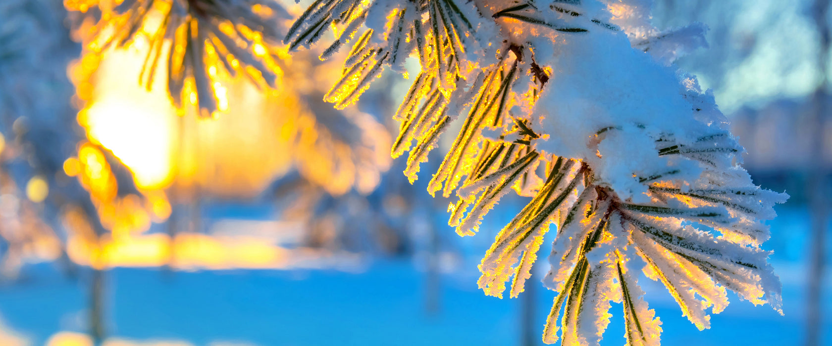 Äste im Frost, Glasbild Panorama