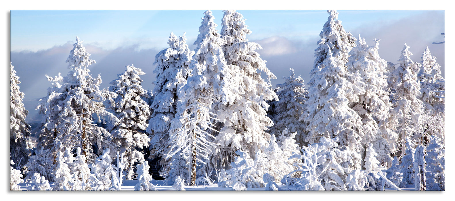 Pixxprint Winterwald, Glasbild Panorama