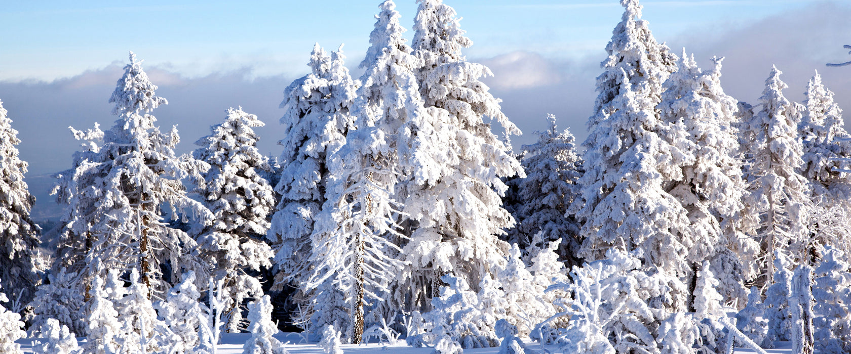 Winterwald, Glasbild Panorama