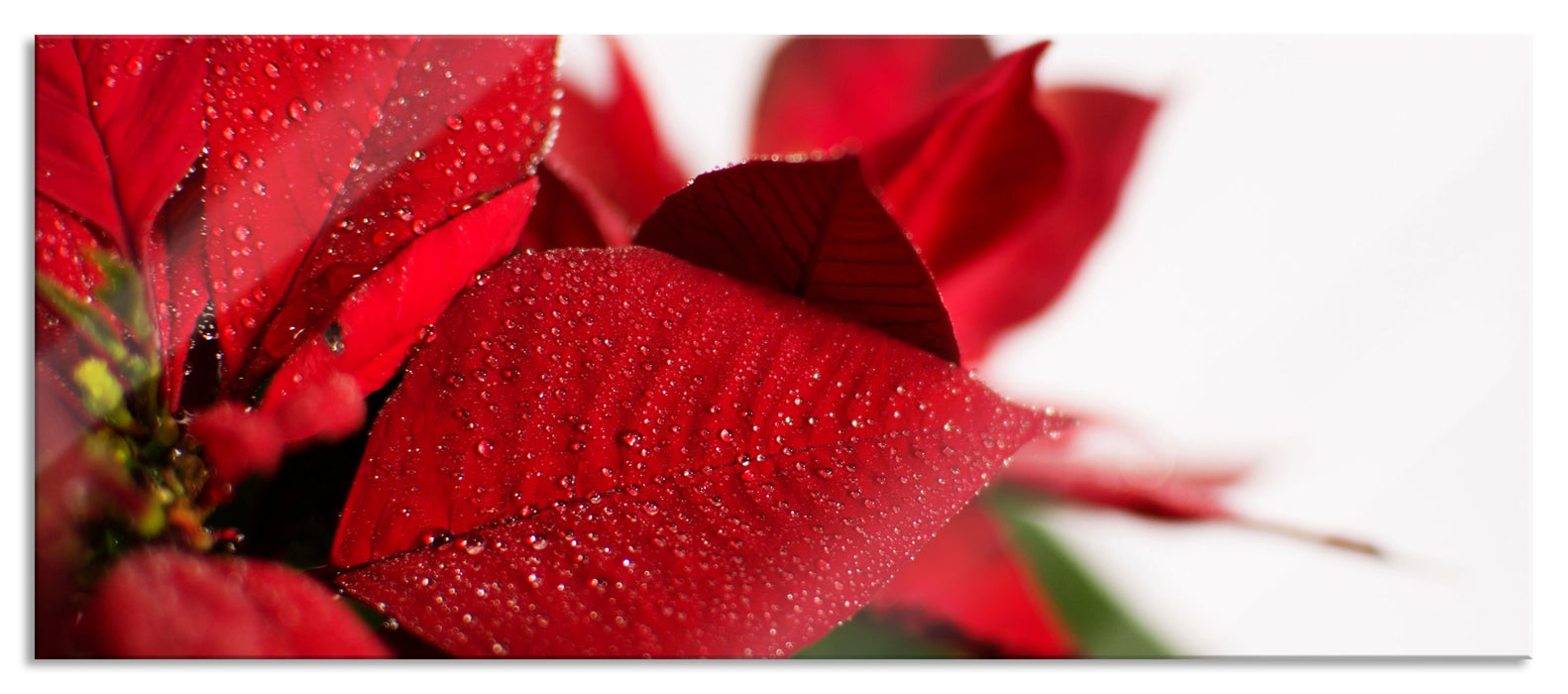 Blüte Weihnachtsstern, Glasbild Panorama