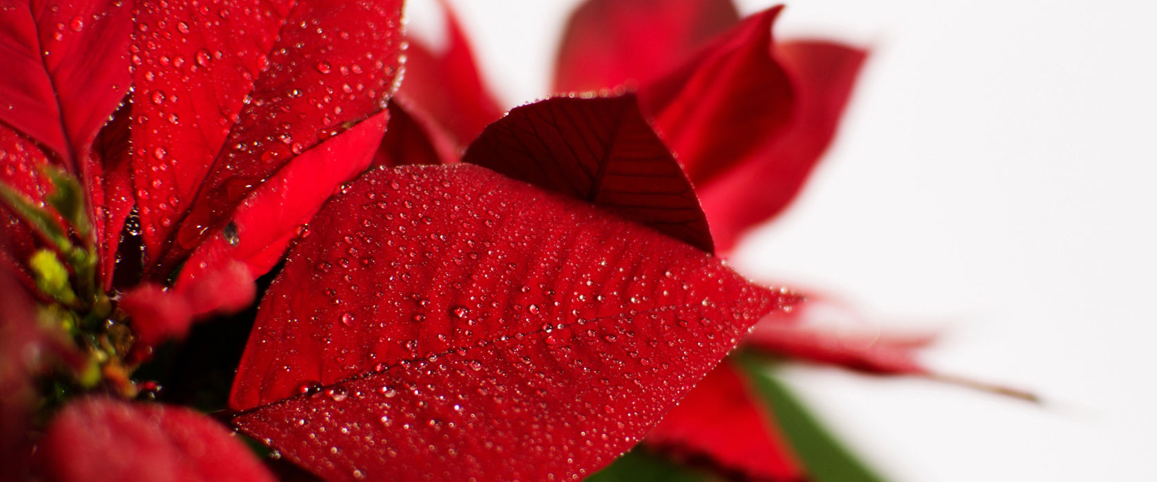 Blüte Weihnachtsstern, Glasbild Panorama