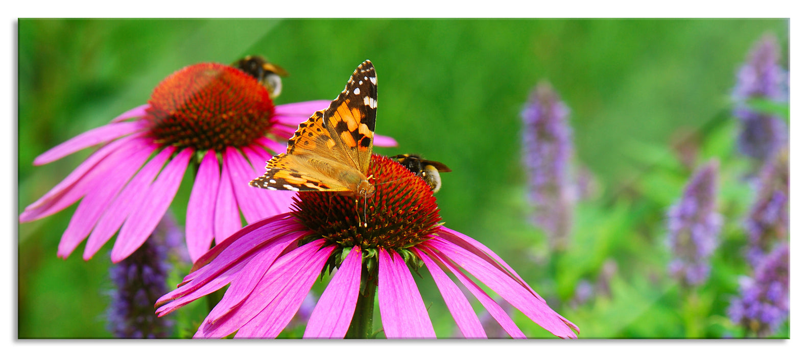 Schmetterling auf Blüte, Glasbild Panorama