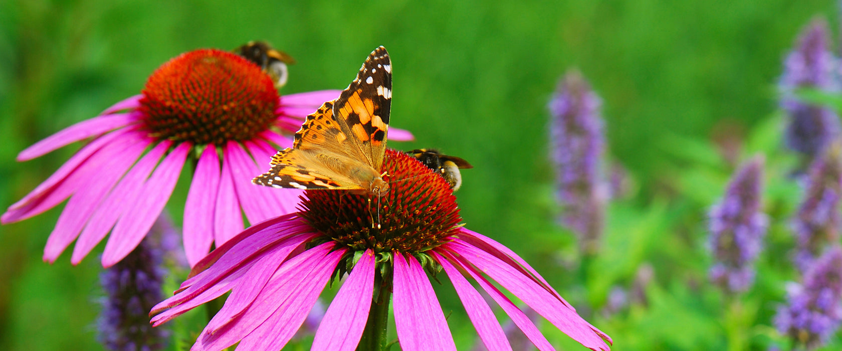 Schmetterling auf Blüte, Glasbild Panorama