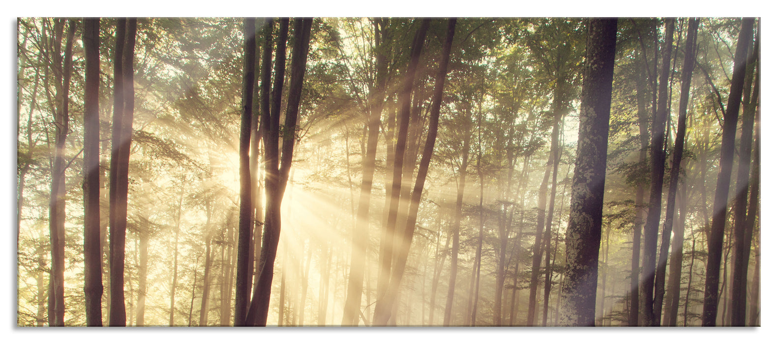 Waldlichtung im Sonnenschein, Glasbild Panorama