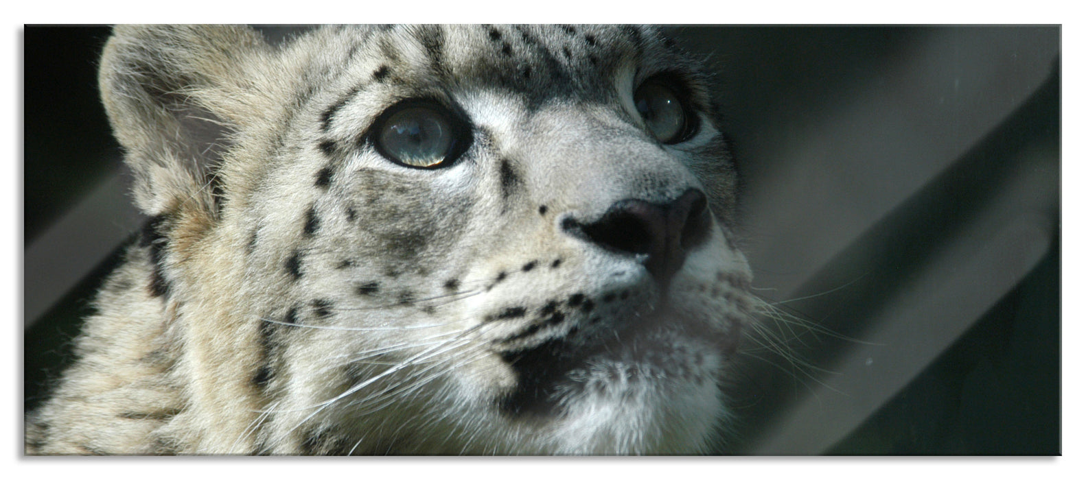 Leopard, Glasbild Panorama