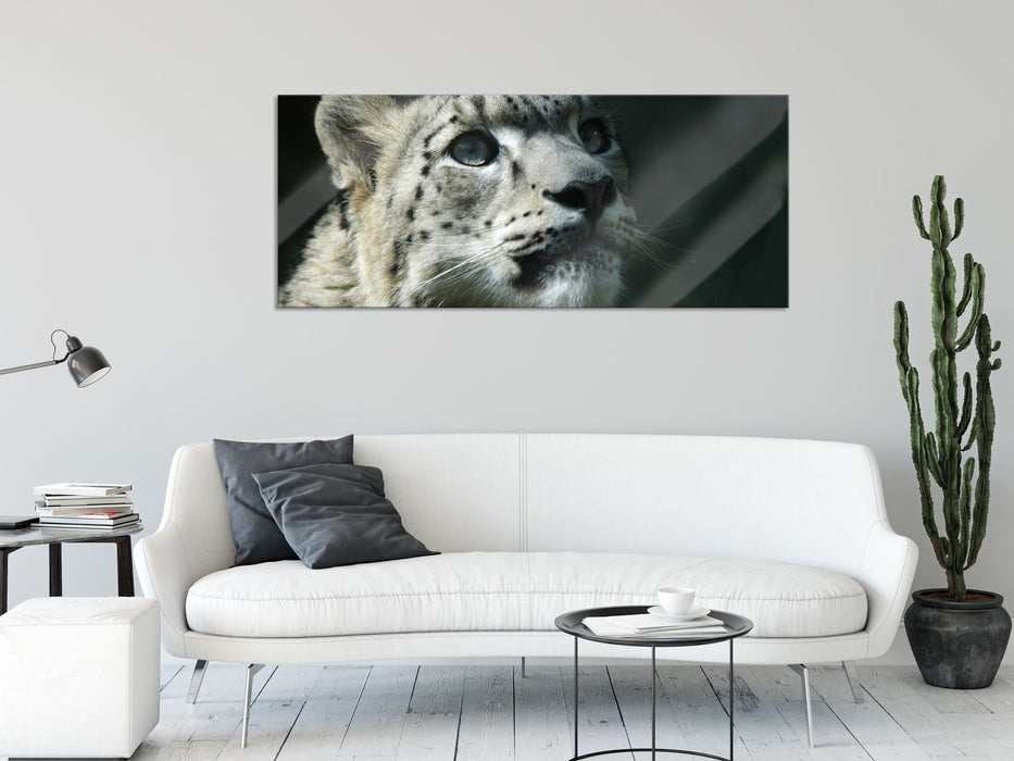 Leopard, Glasbild Panorama