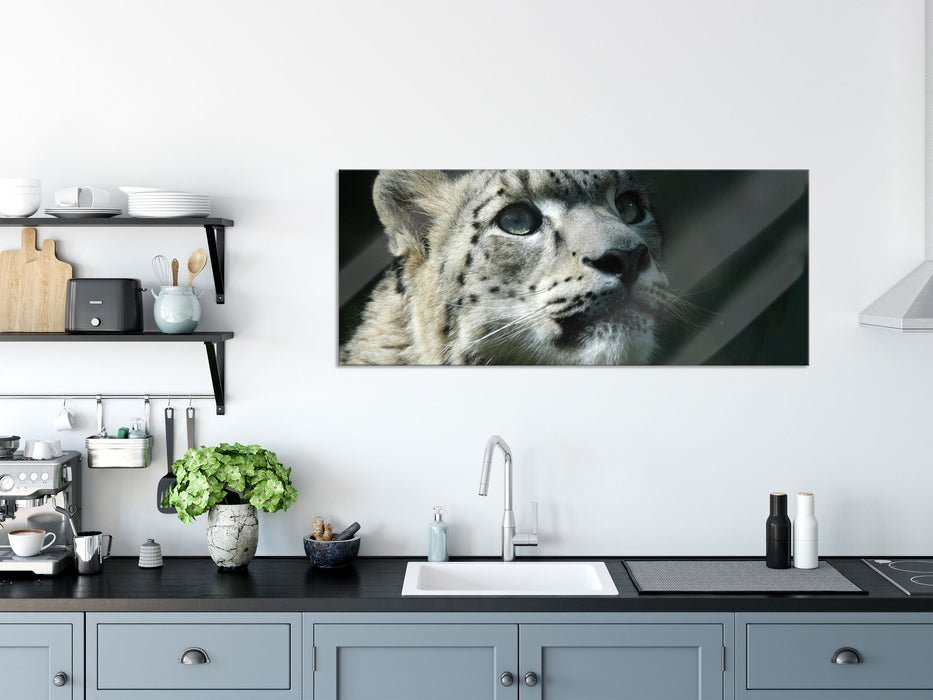 Leopard, Glasbild Panorama