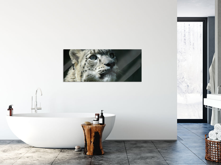 Leopard, Glasbild Panorama