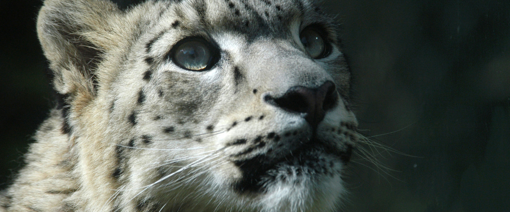 Leopard, Glasbild Panorama