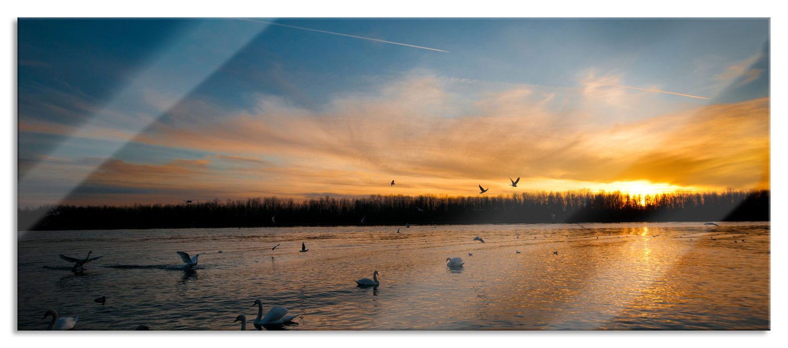 Schwäne im Sonnenuntergang, Glasbild Panorama