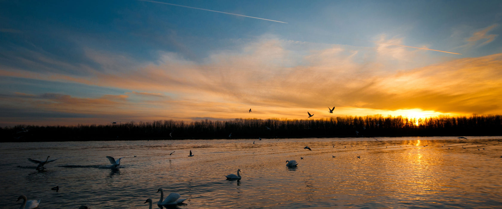 Schwäne im Sonnenuntergang, Glasbild Panorama