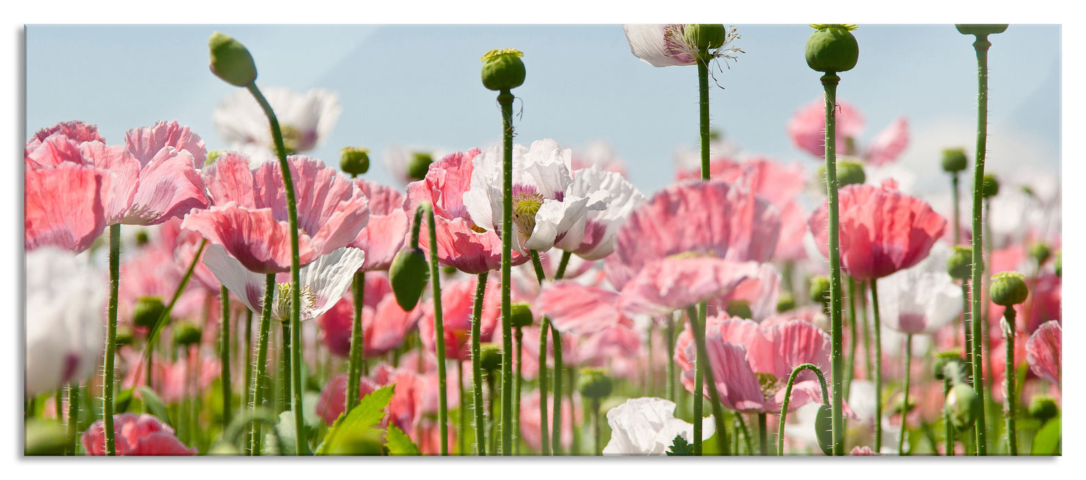 Blumenwiese Mohnblumen, Glasbild Panorama